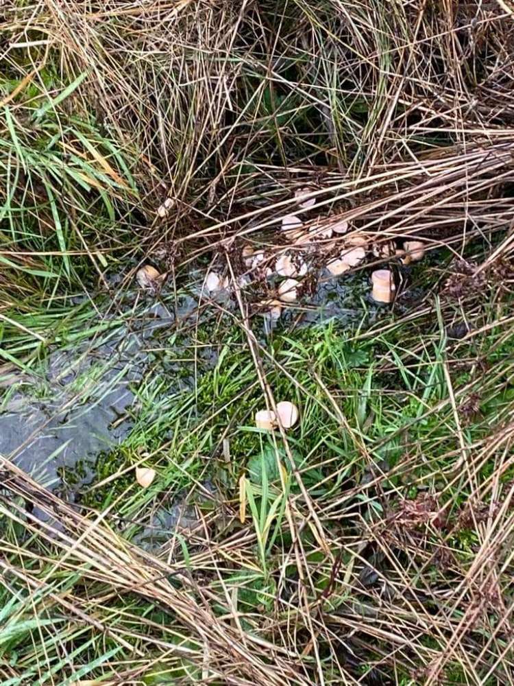 Giftköder-Erneuter Giftköder (Würstchen)-Profilbild