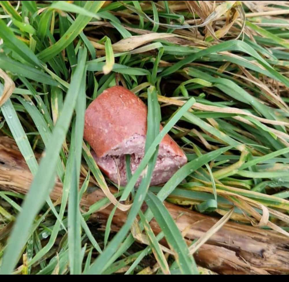 Giftköder-Giftköder ( Würstchen)-Profilbild