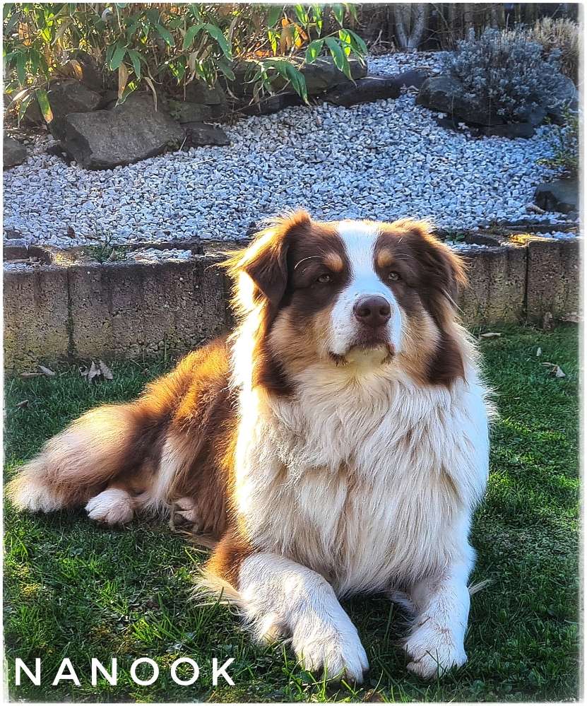 Hundetreffen-Wir suchen für unseren Australian Shepherd, 15 Monate, einen temperamentvollen Spielgefährten-Profilbild