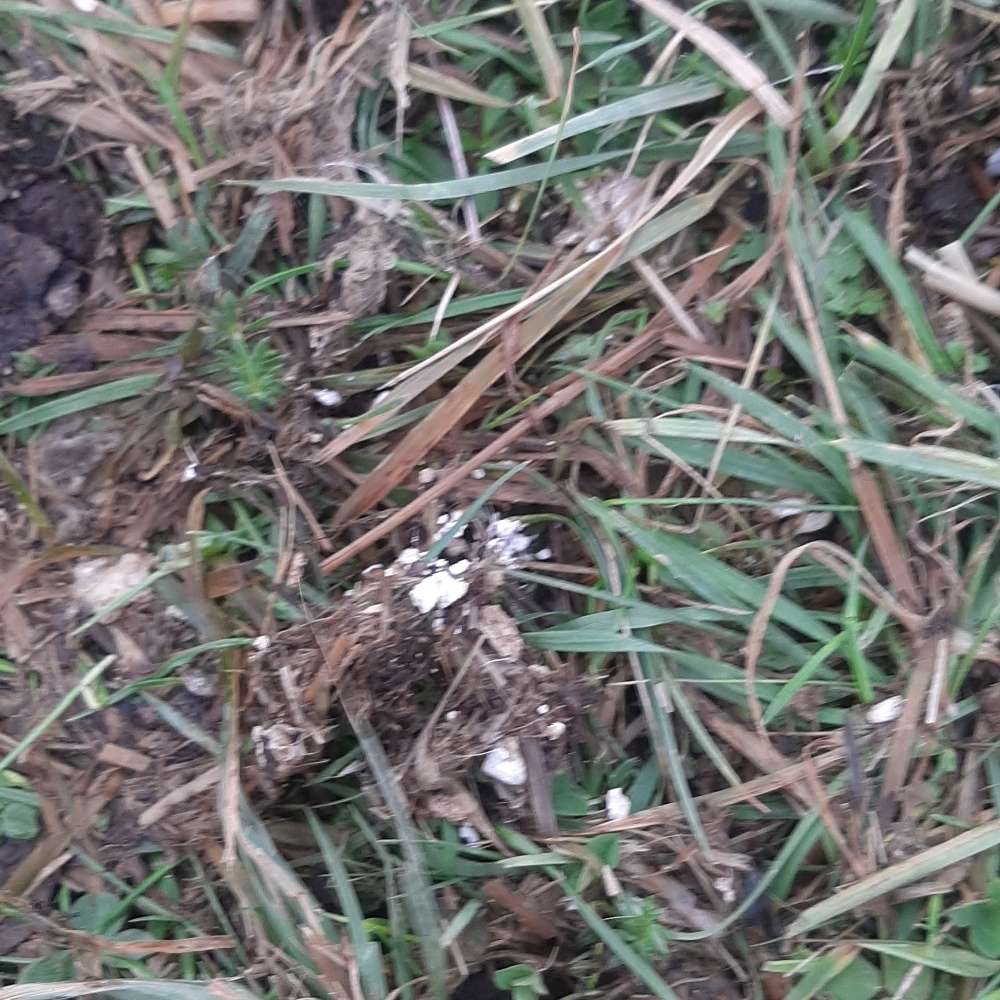 Giftköder-Komisches weißes Pulver/Brocken-Profilbild