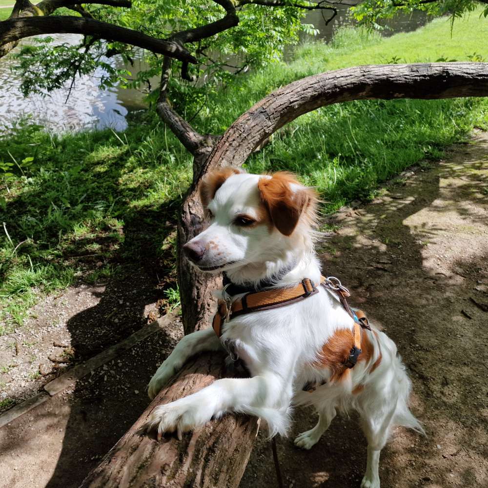 Hundetreffen-Suche Freunde zum Gassigehen, Toben, Soziale Kontakte-Profilbild