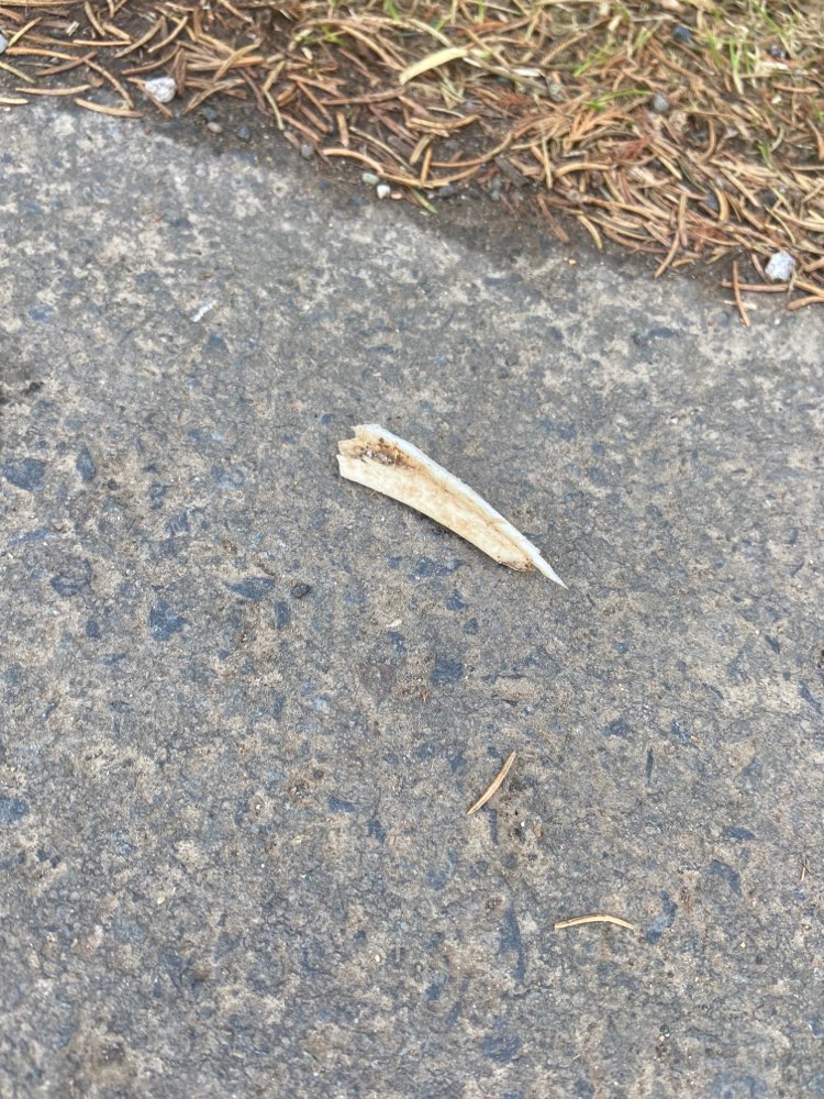 Giftköder-Spitze Knochen-Profilbild