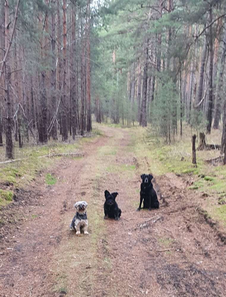 Hundetreffen-Suche Kontakte zu netten älteren Weibchen zum gemeinsamen spazieren-Profilbild