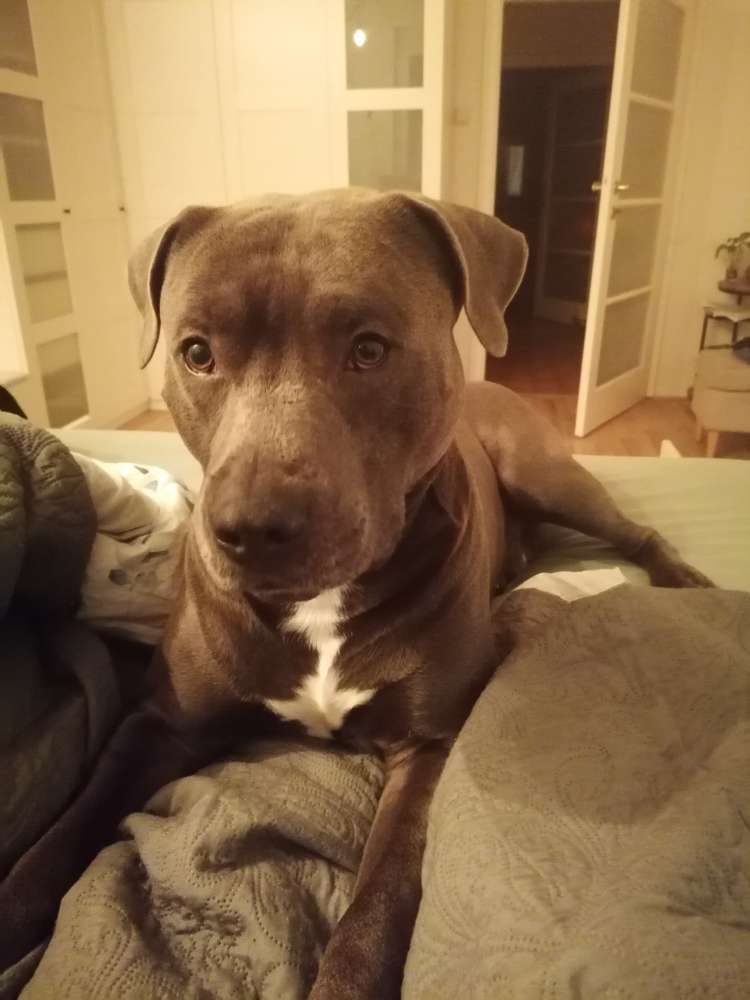 Hundetreffen-Spieltreffen-Profilbild