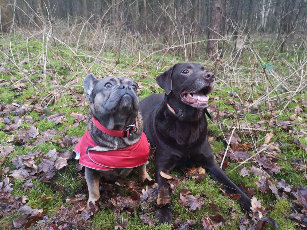 Hundetreffen-Hundegruppe-Profilbild