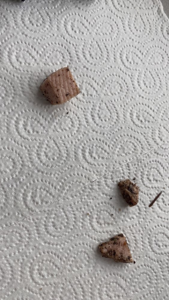 Giftköder-Eventuell Giftköder-Profilbild