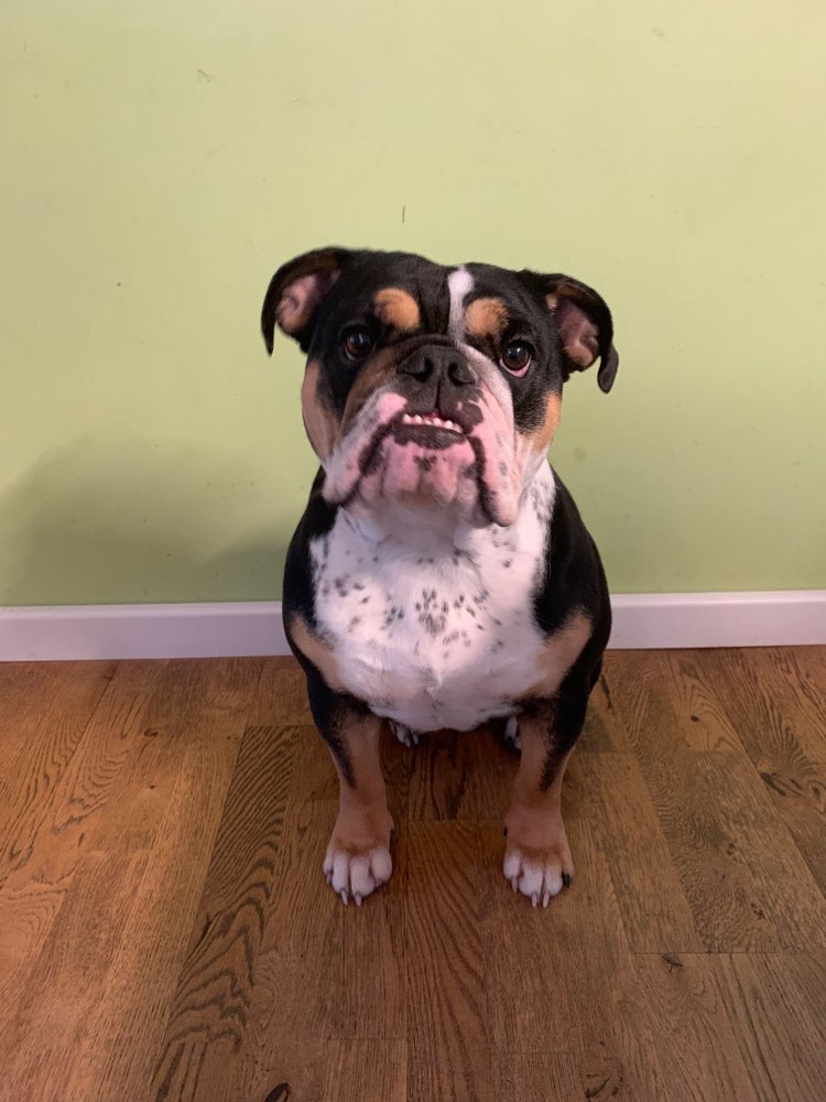 Hundetreffen-Social Walk Hilden Umgebung-Profilbild