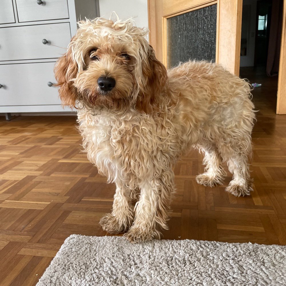 Hundetreffen-Welpen oder erwachsene verspielte Hunde-Profilbild