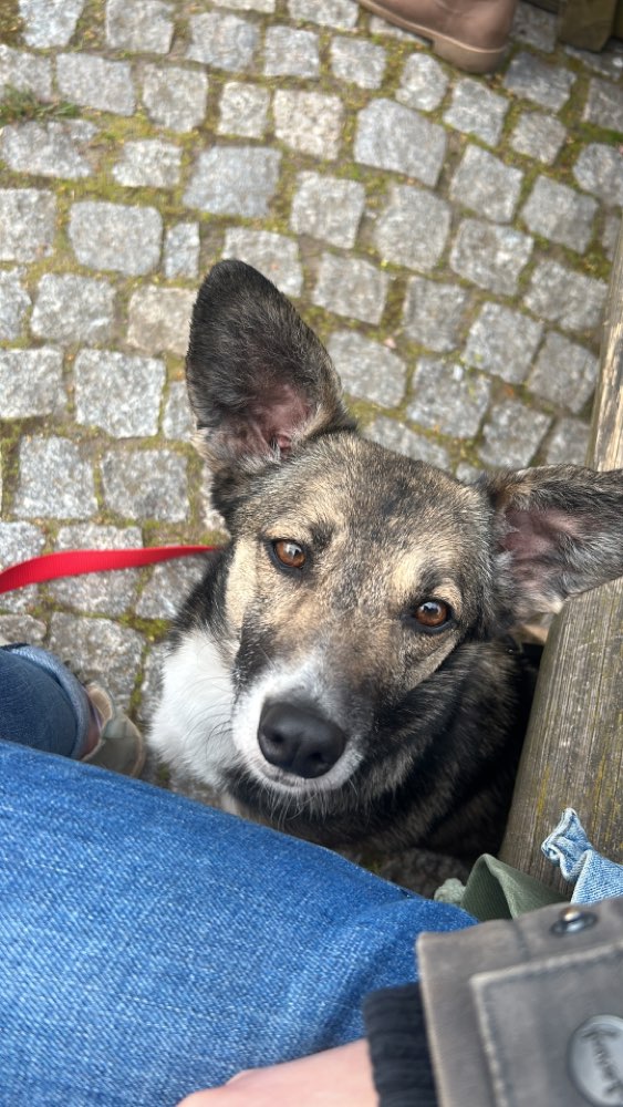 Hundetreffen-Herrchen sucht für Arnie Hundefreunde:innen-Profilbild