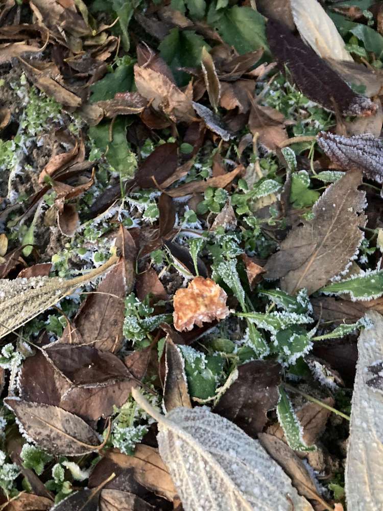 Giftköder-Eventuell Giftköder-Profilbild