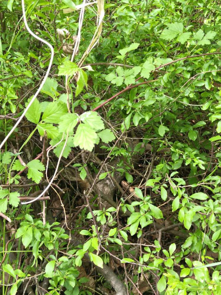 Giftköder-Verendetes Wild-Profilbild