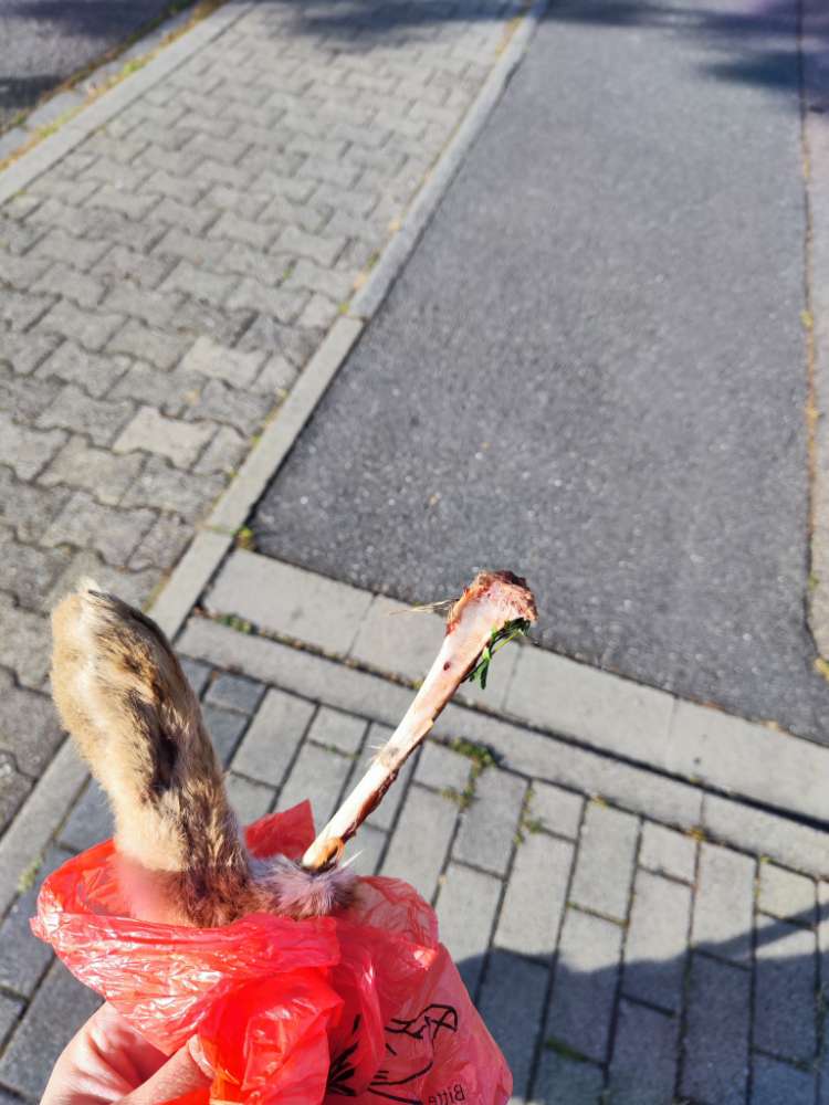 Giftköder-Frische Hasenpfote-Profilbild