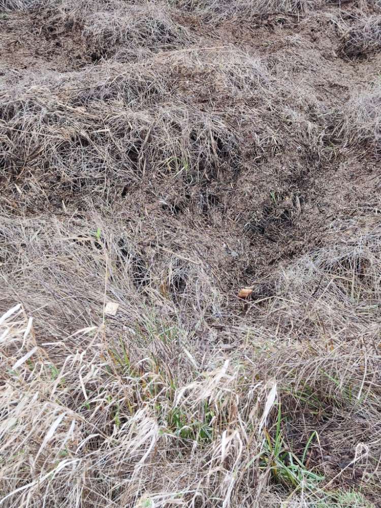 Giftköder-Möglicher Giftköder-Profilbild