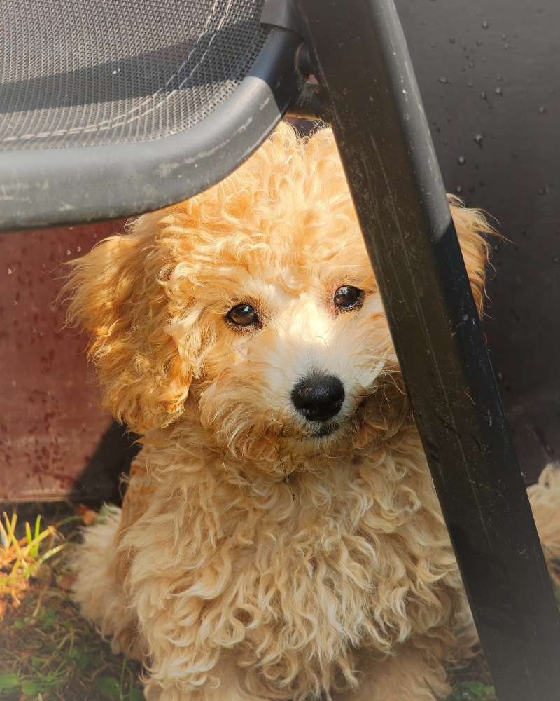 Hundetreffen-Hundefreunde für unsere Aawa gesucht 🐶✨-Profilbild