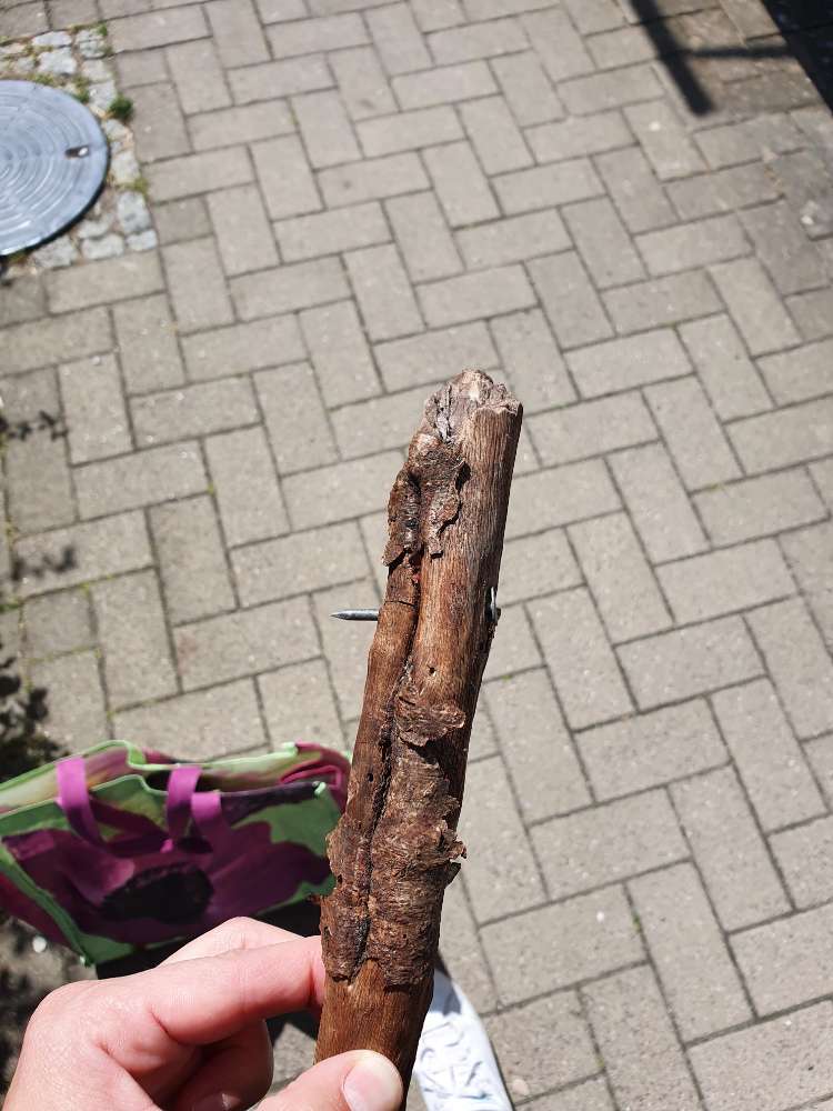 Giftköder-Nagel im Holz-Profilbild