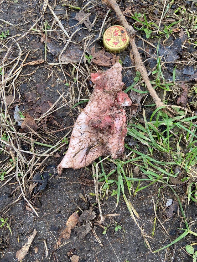 Giftköder-Möglicherweise Giftköder-Profilbild