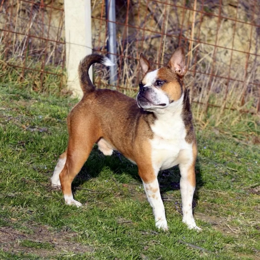 Hundetreffen-Gassirunde(n)-Profilbild