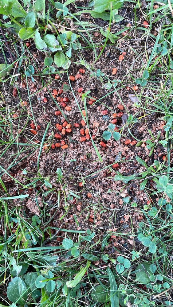 Giftköder-Rosa Granulat giftig für Hunde !-Profilbild