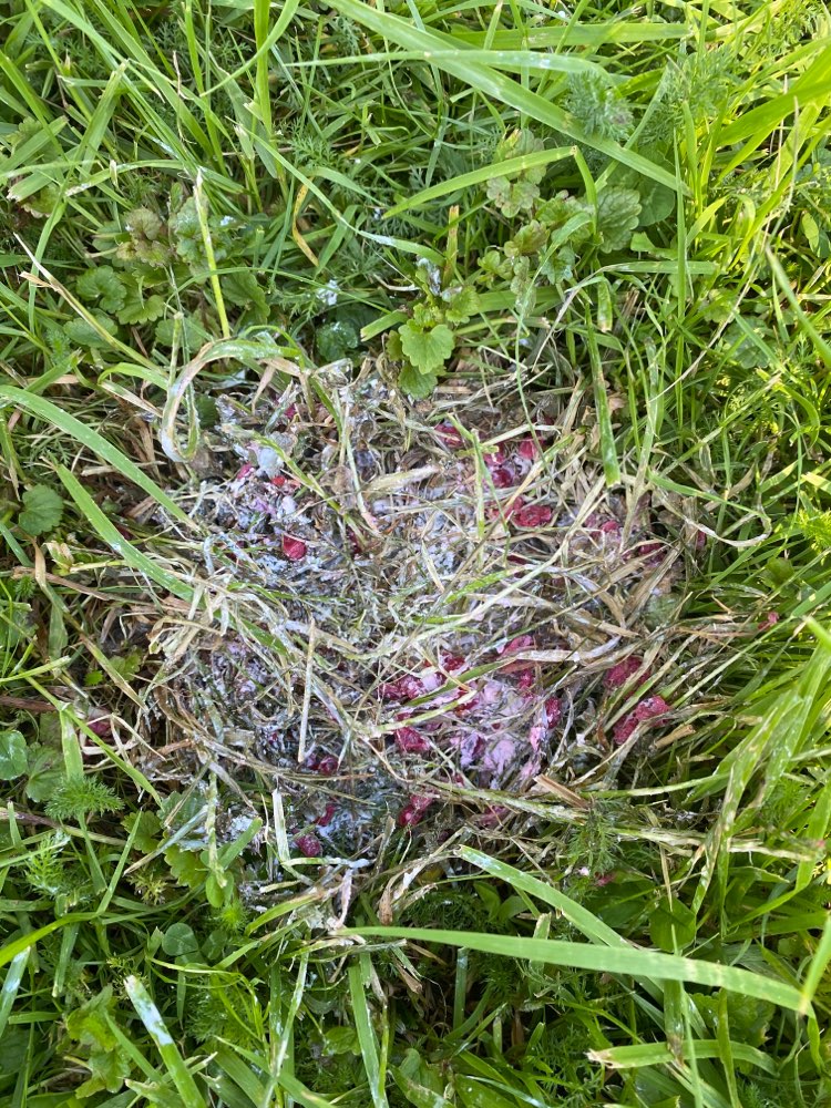 Giftköder-Beeren & Joghurt (?!) im Gras-Profilbild