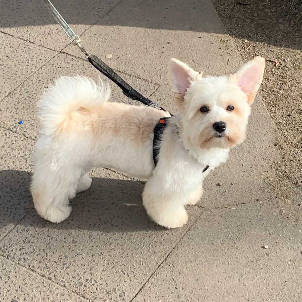 Hundetreffen-Gassi & Spielen-Profilbild