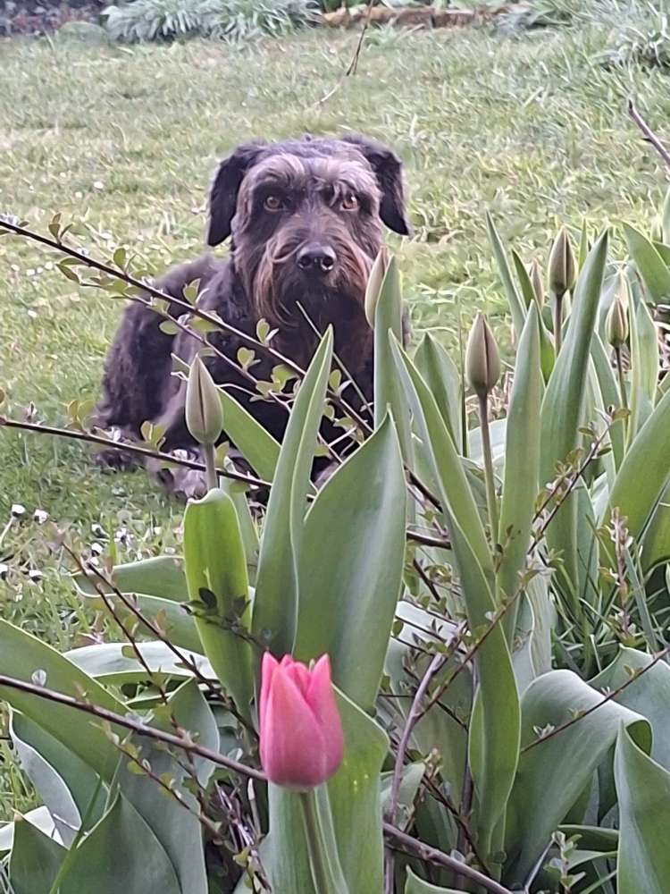 Hundetreffen-Einfach zusammen Gassi gehen-Profilbild