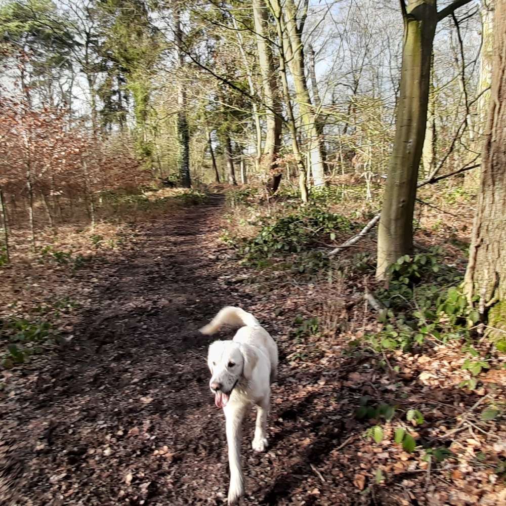 Hundetreffen-Frieda's Spiel- und Gassirunde-Profilbild