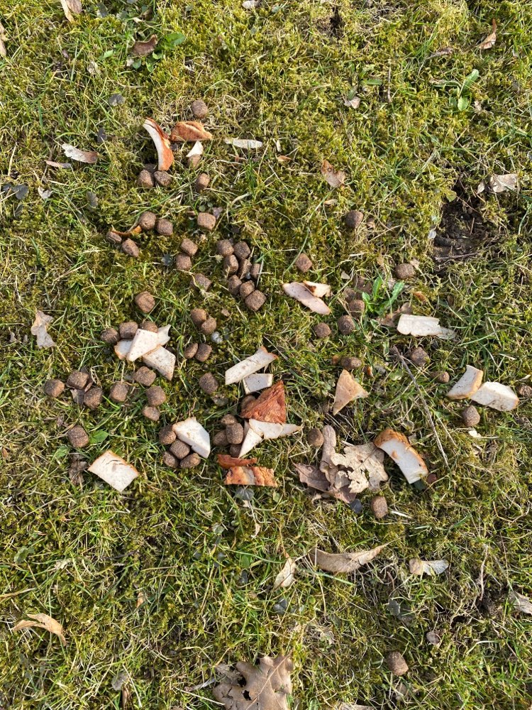 Giftköder-Auffälliges Futter verstreut-Profilbild
