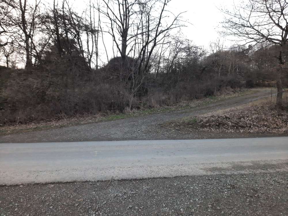 Giftköder-Toter Fuchs-Profilbild