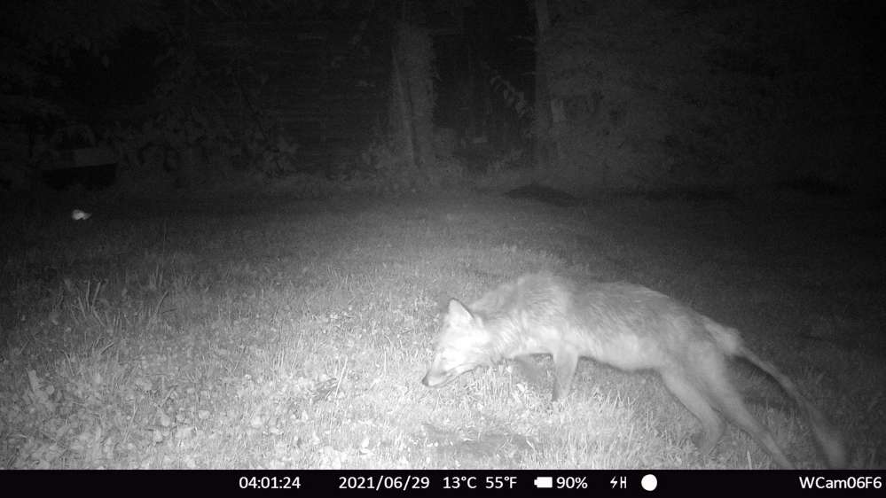 Giftköder-Fuchsräude?-Profilbild