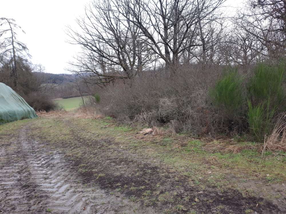 Giftköder-Toter Fuchs-Profilbild