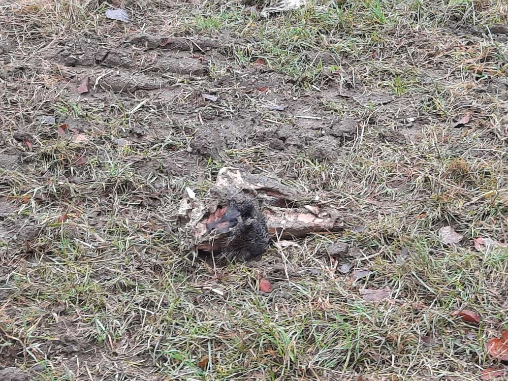 Giftköder-Keine direkte Gefahr! Wildschweinkopf-Profilbild