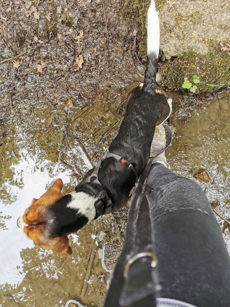 Hundetreffen-Hunde Freunde für Cookie-Profilbild