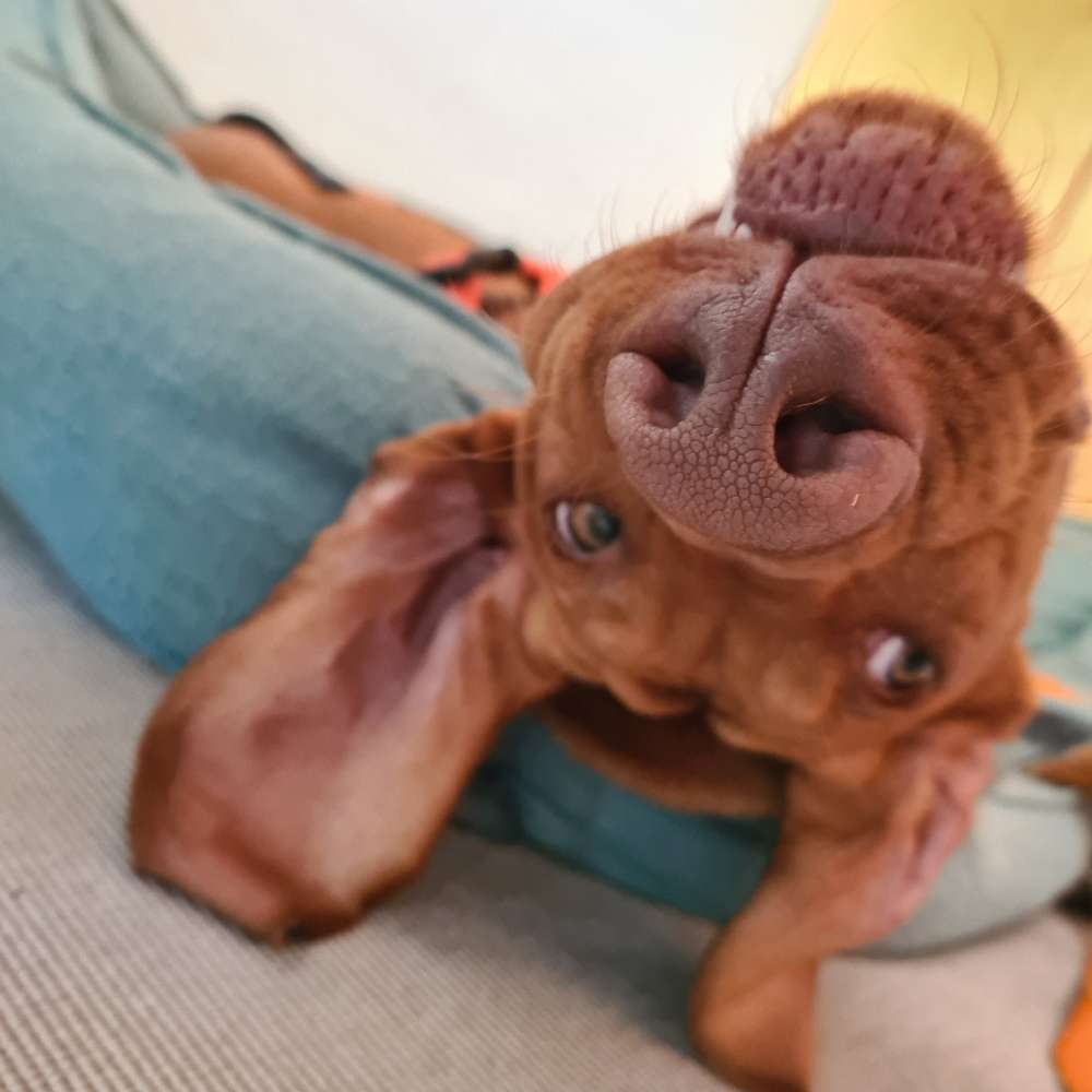 Hundetreffen-Social Walk Montagsabends ohne Leinenkontakt-Profilbild