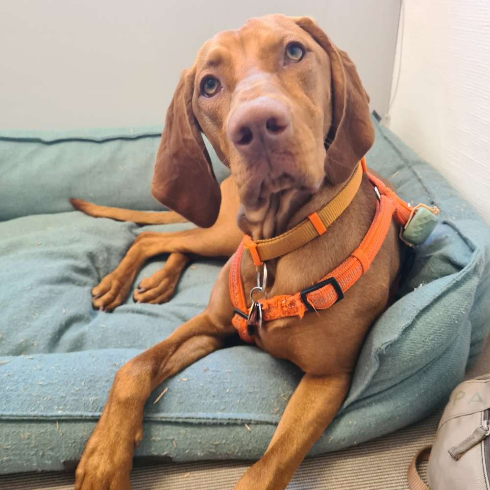 Hundetreffen-Junghundetreffen 10 - 24 Monate-Profilbild