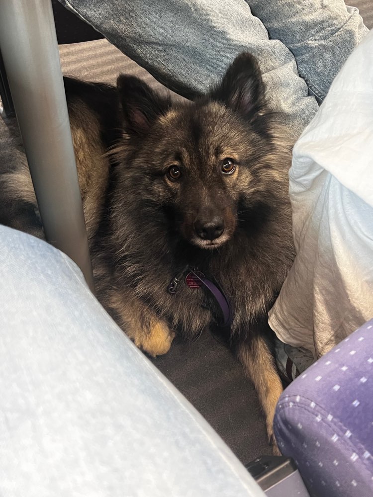 Hundetreffen-Spielkamerad/in gesucht und gemeinsames Training.-Profilbild