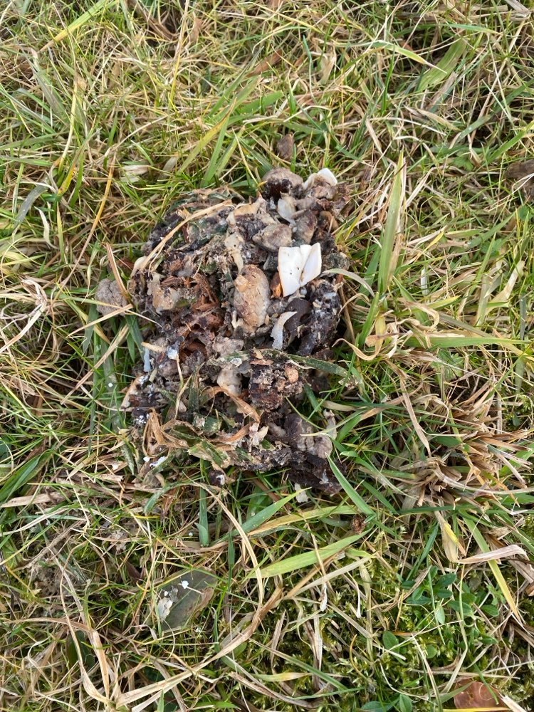 Giftköder-Seltsames Gemisch-Profilbild