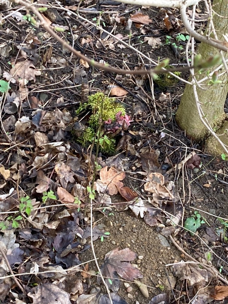 Giftköder-Möglicher Giftköder-Profilbild