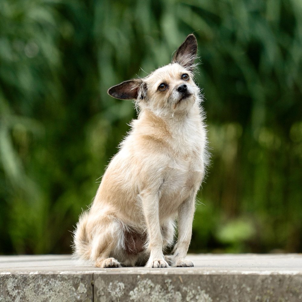Hundetreffen-Social Walk/Spielen/ Training-Profilbild