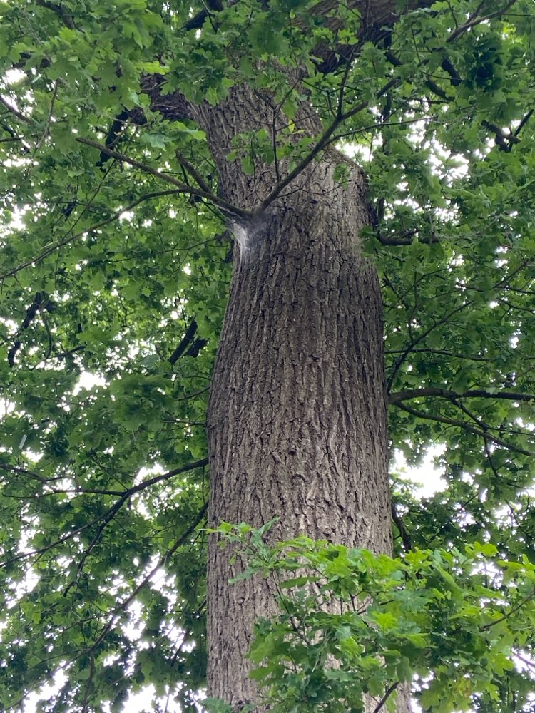 Giftköder-Eichenprozessionsspinner-Profilbild