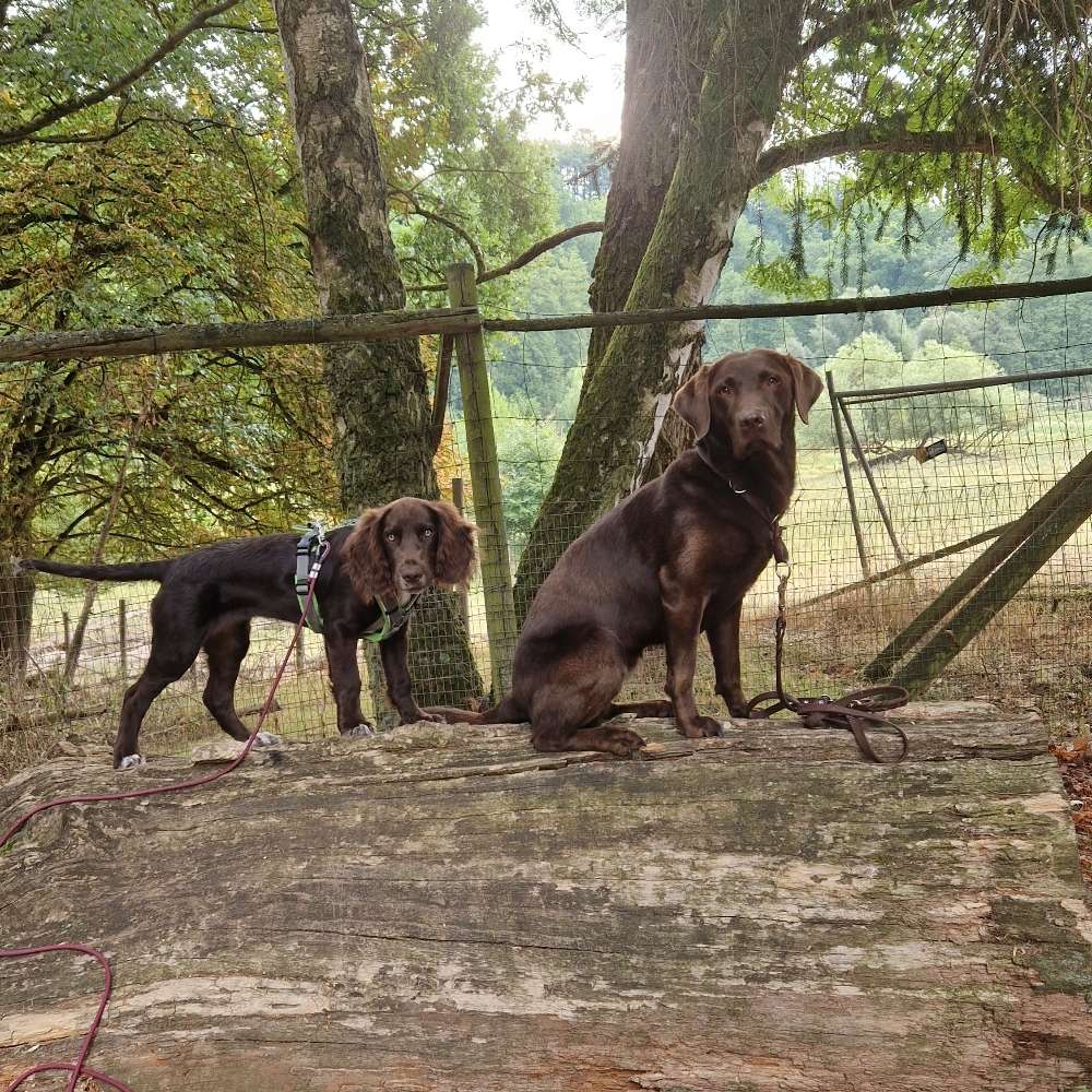 Hundetreffen-Trainingstreffen o. Spielrunde  :)-Profilbild