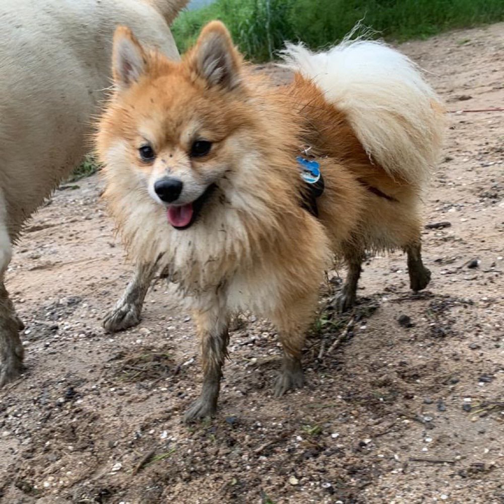 Hundetreffen-Social walks & toben <10kg in Köln-Profilbild
