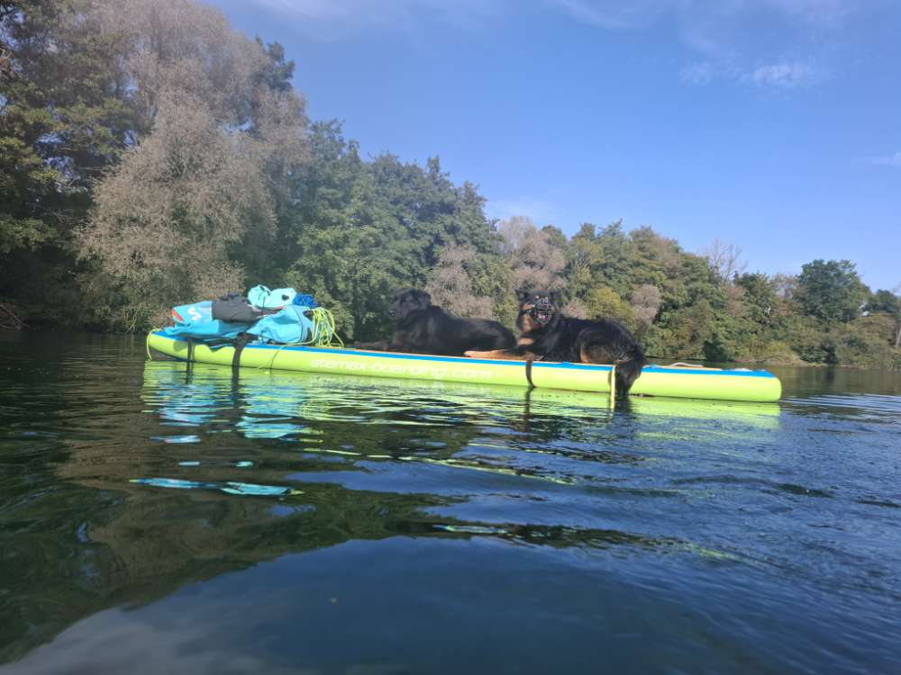 Hundetreffen-SUP mit Hund-Profilbild