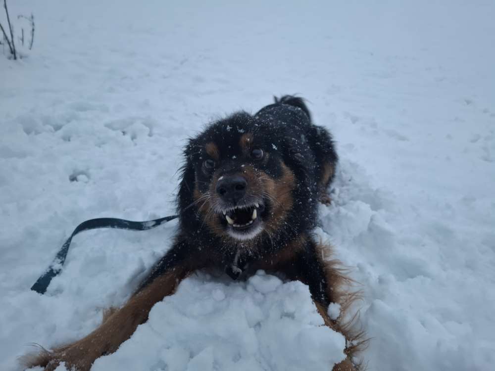 Hundetreffen-Schöhsee-Runde durch die Schneelandsch-Profilbild