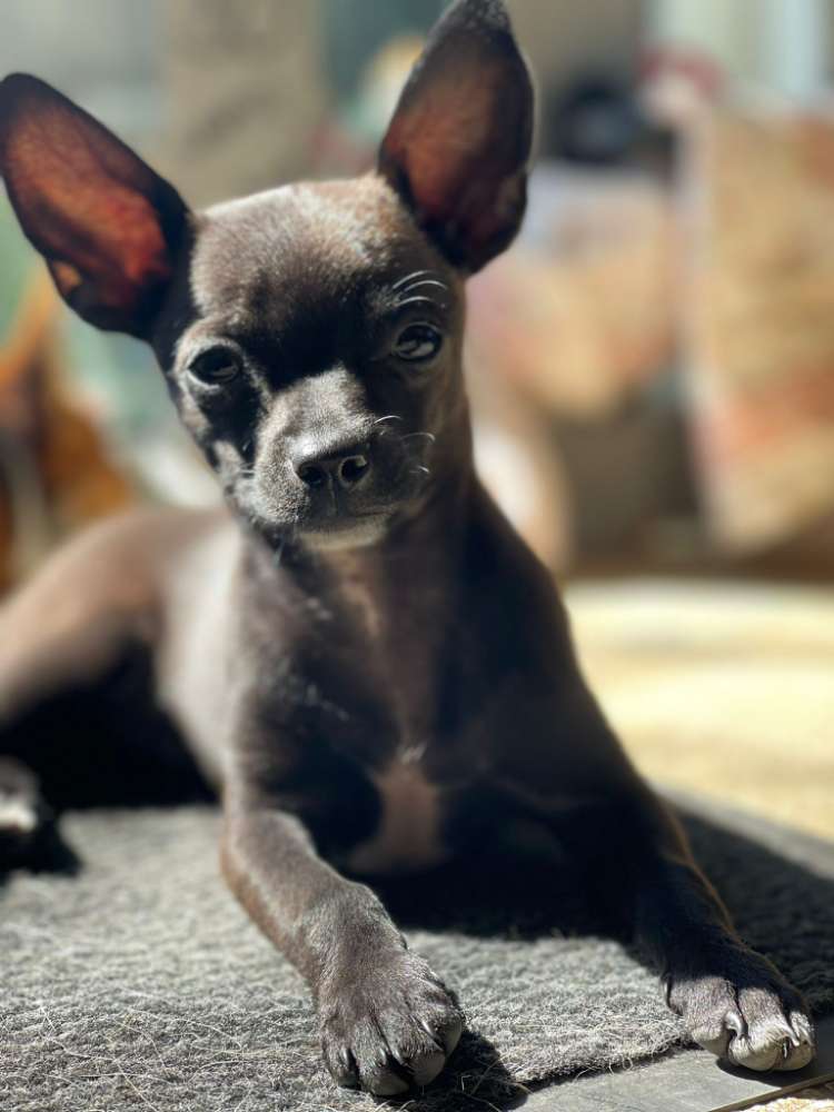 Hundetreffen-Suche Welpen oder kleine Hunde zum Spielen, bis 6kilo-Profilbild