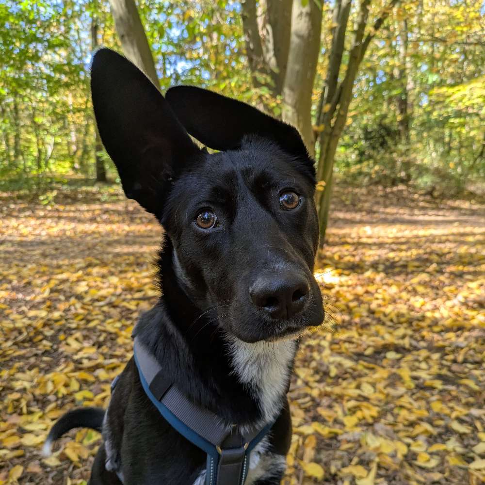 Hundetreffen-Gemeinsame Spaziergänge in Lüneburg-Profilbild