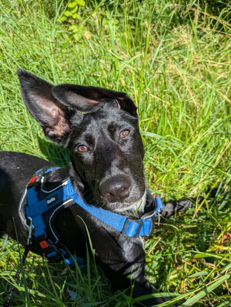Hundetreffen-Gemeinsame Spaziergänge in Lüneburg-Profilbild