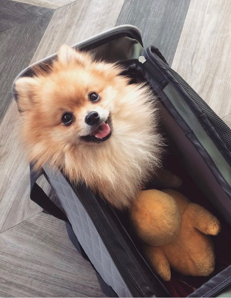 Hundetreffen-Play date for small Dogs-Profilbild