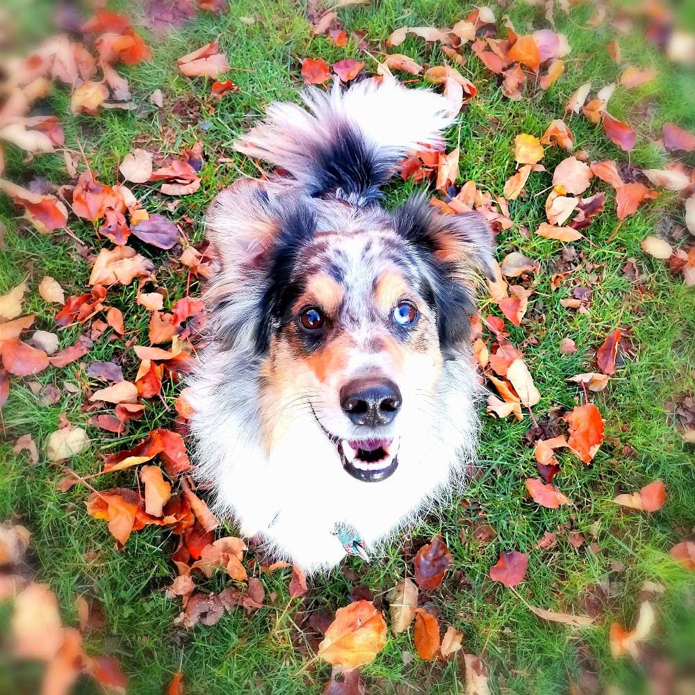 Hundetreffen-Trainingsrunde-Profilbild