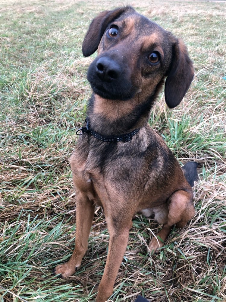 Hundetreffen-Freundliche Hundefreunde gesucht! 🐕🐕-Profilbild