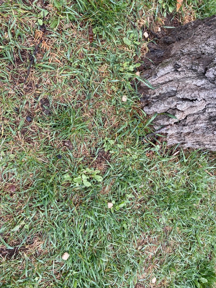 Giftköder-Leckerlies am Baum-Profilbild